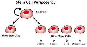 what are stem cells